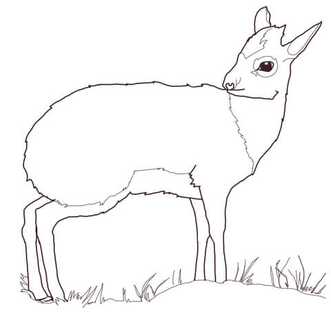 Dik Dik Antelope Coloring Page